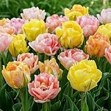 Tulpenzwiebeln Winterhart Mehrjährig Pastell Mischung - 25 Blumenzwiebeln - Echte Pflanzen aus Holland - Tulpen Zwiebeln für Garten, Töpfe und Balkon (große Knollen, kein Samen, nicht künstlich)