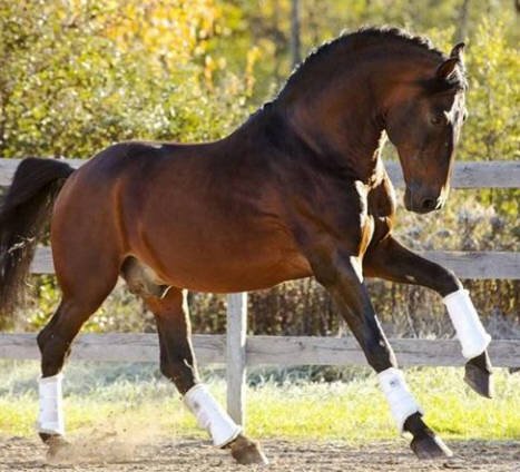 Image of DRESSAGE SPORT BOOTS Dressage Sport Boot