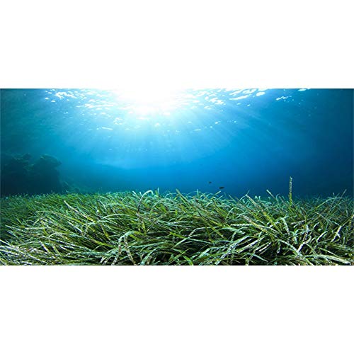 AWERT Hintergrund für Aquarien, 120 x 50 cm, Wasserpflanze, Unterwasserboden, Aquarium-Hintergrund, langlebiger Vinyl-Hintergrund (nicht Aufkleber)