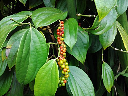 Florona Rare Spice Plant Black pepper Piper nigrum,PANNIYUR 4 peppercorn 1 Healthy Live Plant For Home Garden For Home Garden (B09HHLTJW6) Amazon Price History, Amazon Price Tracker