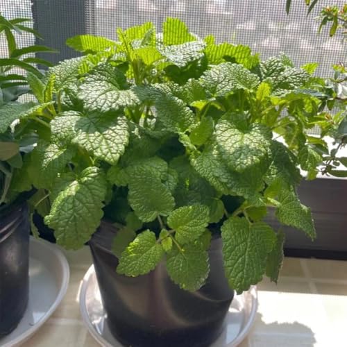 semillas de melisa, cocina, balcón de melisa perenne, jardín de interior exóticas resistentes 1000pcs