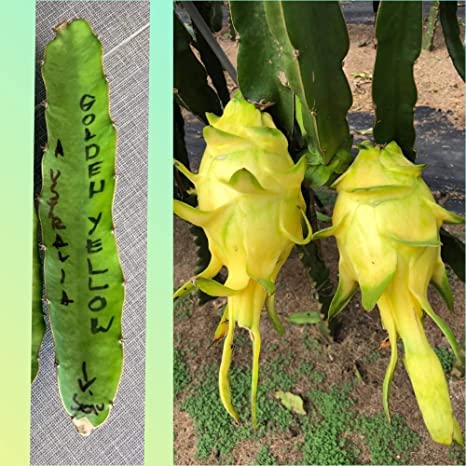 Greentower Yellow Hybrid skin White Flesh Dragon Fruit Imported Live Rooted Plant DRAGON FRUIT LIVE INDOOR OUTDOOR ORNAMENTAL PLANT 2 Cutting On Grow Bag(Poly Bag)