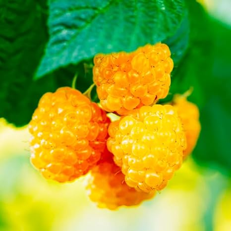 Amazon.com : Fallgold Raspberry Plants (2-Pack) - Live Yellow Berry ...