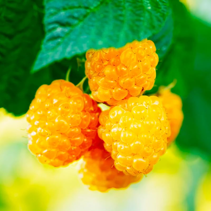 Fallgold Raspberry Plants (2-Pack) - Live Yellow Berry Bush 5-8' - Evergreen Raspberry - Container or Garden Growing - Sweet Golden Berries - Hardy Zones 4-8