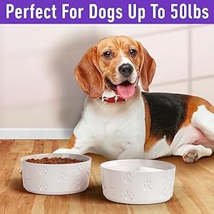 Ceramic dog bowl set with anti slip rings  6 5 round x 2 5 tall set of 2 ceramic dog bowls medium sized dog  dog food and water bowl  white dog dishes  dog food bowls  dog bowls small size dog   cucciolini doodles