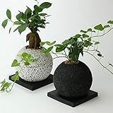 【eco-pochi NEO】ガジュマル × エコポチ・スフィア(球型通常サイズ) 白 竹炭やシラスを使った観葉植物用植木鉢