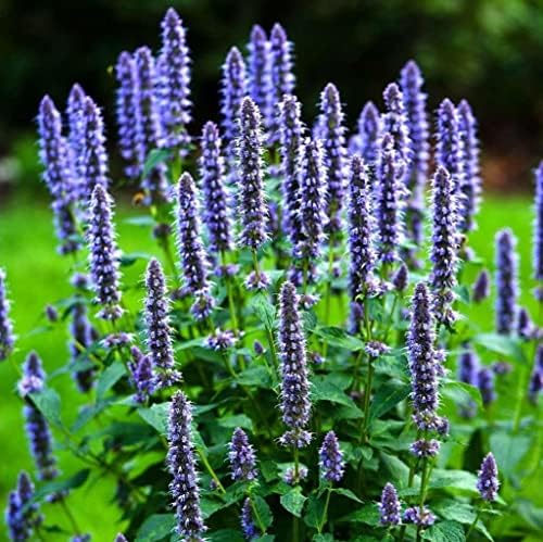 TomorrowSeeds - Korean Mint Seeds - 500+ Count Packet - for 2023 Banga Agastache Rugosa Giant Purple Hyssop Licorice Huo Xiang Perilla Herb