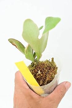 Amazon.co.jp: P.willinckii 'Celso Tatsuta'⑥ @bikamori.com