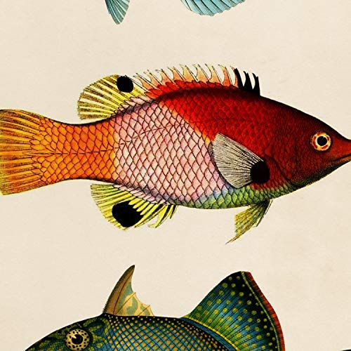 Affiches poisson coloré vintage Maldives Nacnic A3 x4