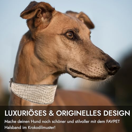 FAVPET Luxus Echtleder Windhund Halsband Breit mit QR Code Anhänger, Weiches Lederhalsband Hund Breit Whippet Italienisches Windspiel Saluki Lurcher Spanischer Galgo Greyhound Podenco (Beige, M)