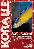  Zwergbarsche im Meerwasseraquarium: Pflege und Nachzucht (Art für Art)
