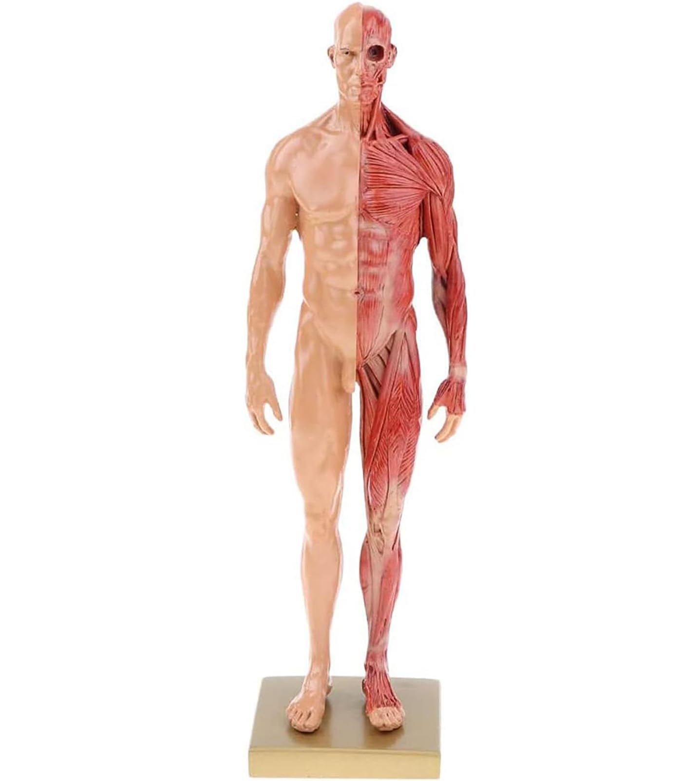 YNIYUJKL Miniature Muscular System Model - Resin Human Muscles Anatomy With Base - Detailed Surface Muscles And Body Structure For Fitness Enthusiasts,Male