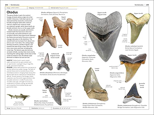 Fósiles para Niños: Aprende y Descubre la Paleontología