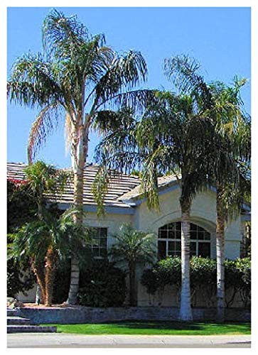 TROPICA - Palmera cocotera (Syagrus romanzoffianum) - 4 Semillas