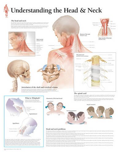 Understanding the Head & Neck Wall Chart (Anatomical Wall Charts)