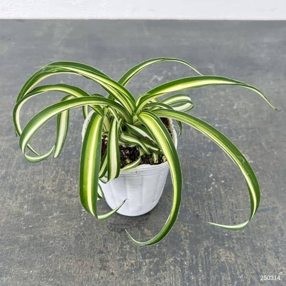 Amazon｜オリヅルラン：ボニー2.5号ポット 2株セット[くるくる