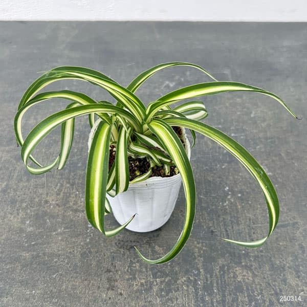 Amazon｜オリヅルラン：ボニー2.5号ポット 2株セット[くるくる