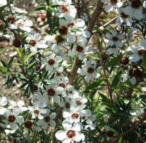 Aceite Esencial de Manuka Orgánico Puro 5 mL miniatura 2
