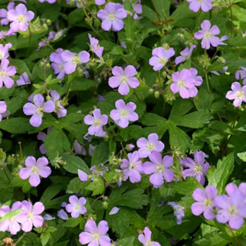 Wild Geranium Plant Roots, 5 Roots Perennial, Purple Flowers Wild Geranium Plant Bulbs Groundcover