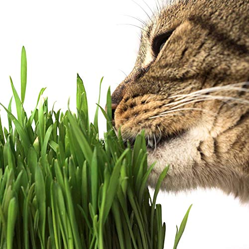 Living Whole Foods Certified Organic Wheatgrass Growing Kit - Grow & Juice Wheat Grass: Trays, Seed, Coco Coir Soil, Instructions, Wheatgrass Book, Azomite Fertilizer & More