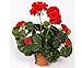 Produktbild Geranien Kunstblumen rot mit Blätter, Höhe ca. 30cm  Künstliche Pelargonien Kunstgeranien Dekogeranien zum Stecken