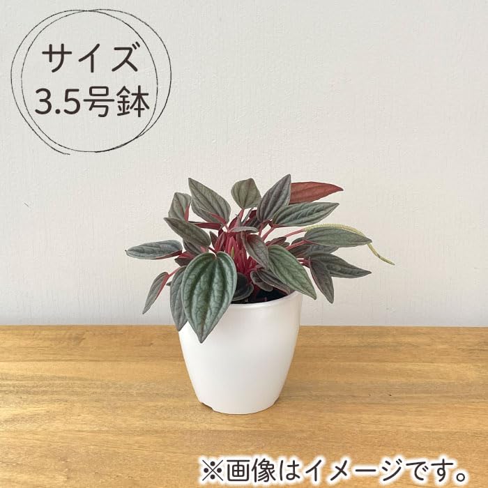 Amazon｜観葉植物 cot ペペロミア カペラータ 銀河 3.5号鉢 観葉植物