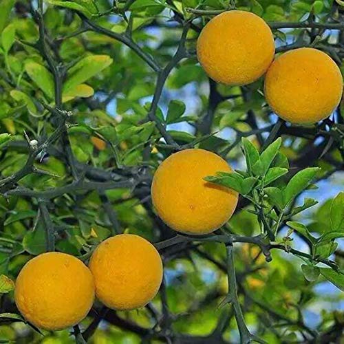 cioler Organic Citrus Fruit Delicious Garden Orange Tree Seeds Flowers