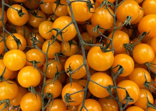 Sun Gold Cherry Tomato Seeds for Planting 100+ Sweet Cherry Tomato Seeds Non-GMO Cherry Tomato Seeds Bulk High Yield Perfect for Container Gardens Patios & Home Gardeners