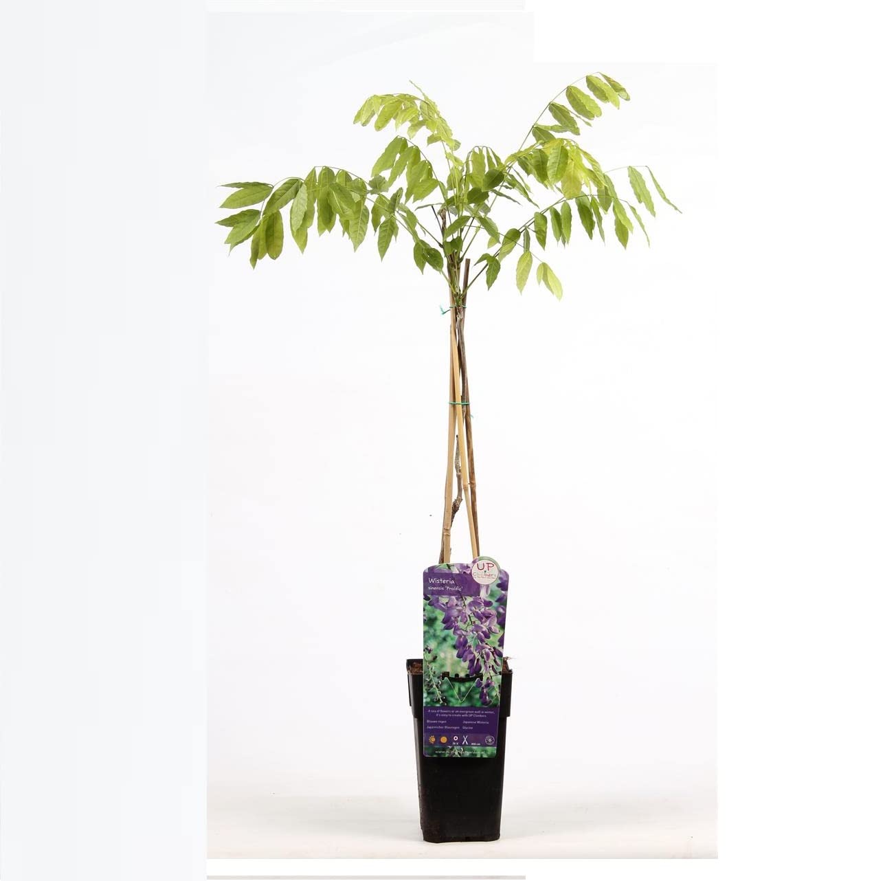 Wisteria Floribunda 'Multijuga'- Glycine du Japon 'Multijuga' 50-60 cm en conteneur