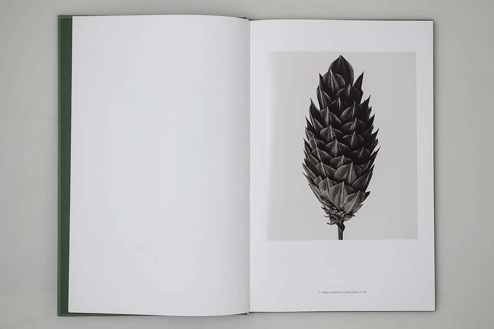 アート・デザイン・音楽 90s Karl Blossfeldt art book 90s Karl Blossfeldt art book