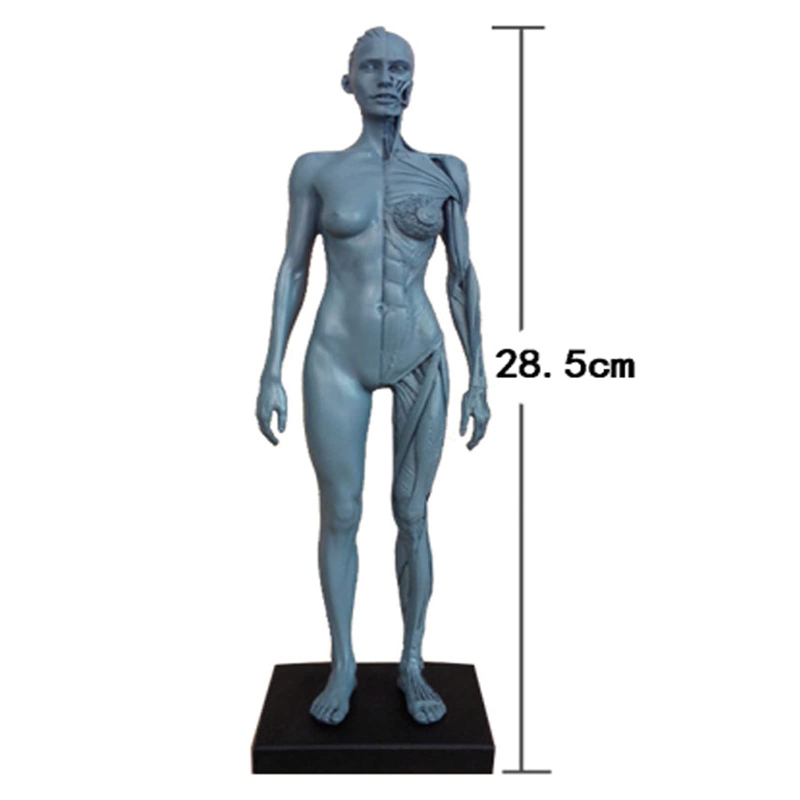 A102 人体模型 筋肉構造　170cmモデル　未使用 A102 人体模型 筋肉構造 170cmモデル 未使用
