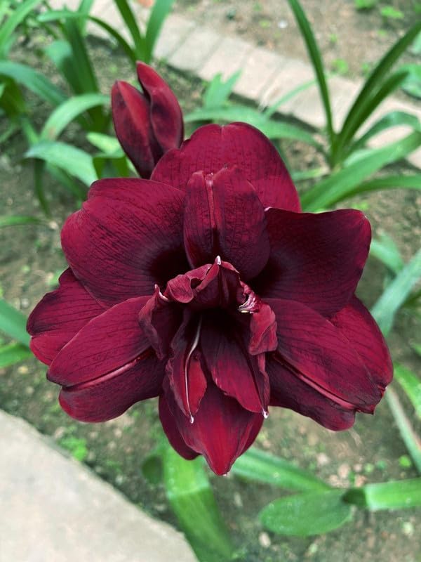 See full amazon price history chart for RADHA KRISHNA AGRICULTURE Amaryllis Double Flowering Bulbs | Maroon flowers bulbs | Pack of 1 Bulbs RADHA KRISHNA AGRICULTURE Amaryllis Double Flowering Bulbs | Maroon flowers bulbs | Pack of 1 Bulbs (B0CPY2QT12) Amazon Price History, Amazon Price Tracker