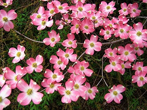 Pink Dogwood 6-12