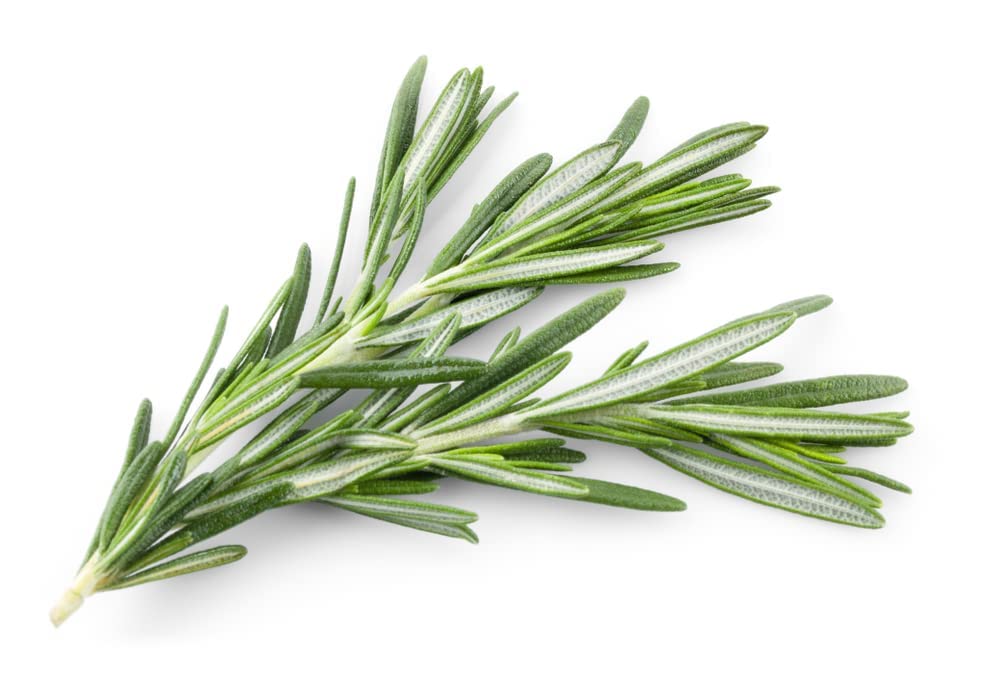 Rosemary Plants, 'Mrs Jessops', 9 x Plug Plant Pack, Herb Plants, Indoor or Outdoor, Kitchen Garden, Windowsill, Grow Your Own, Garden Ready and Ready to Plant, Premium Quality Herbs