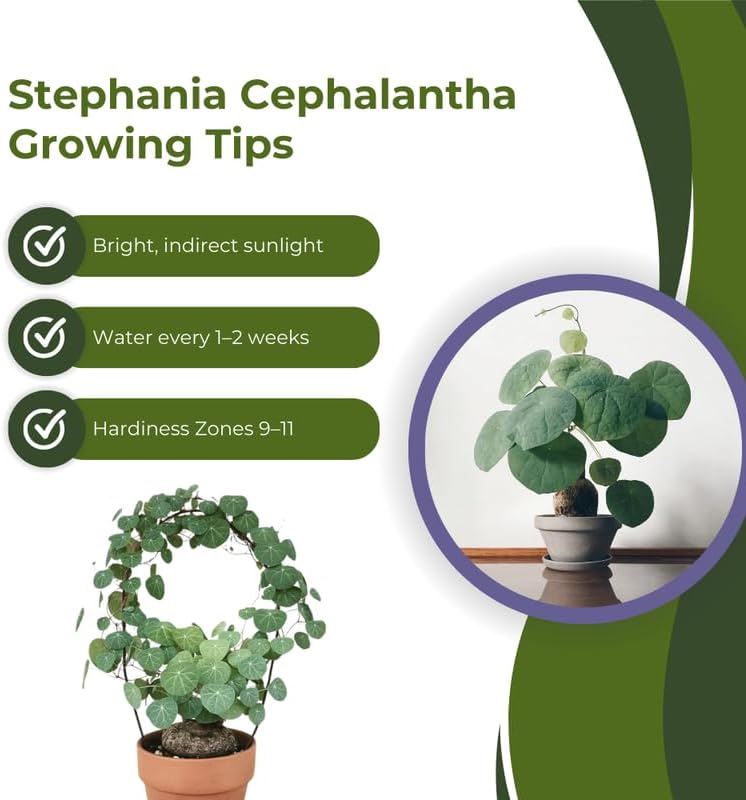 Stephania Cephalantha Plant, Rare Caudex Succulent with No Hair Roots, 2.5-3 Inches for Indoor Planting