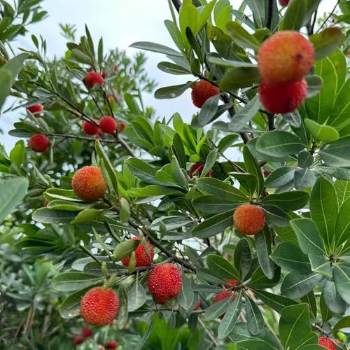 Madroño resistente - semillas de balcón resistentes resistentes para el jardín para balcones jardín interior - Raras Madroño semillas de columnar 8pcs
