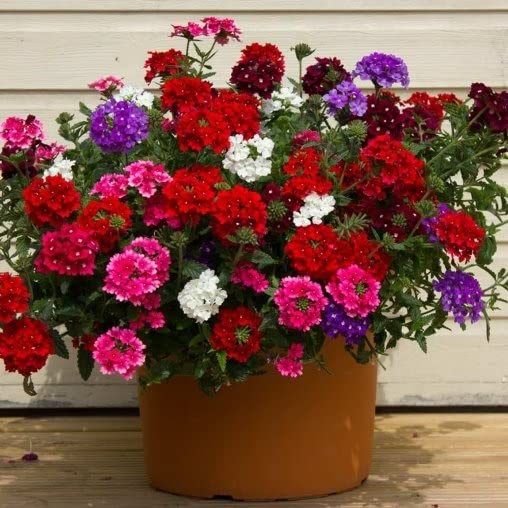 LIVE GREEN Flower Seeds |Verbena Mixed Color | F1 Hybrid Flower | Seeds For Home Garden (B0995G8NHC) Amazon Price History, Amazon Price Tracker