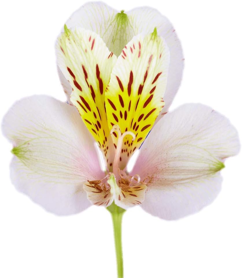 GlobalRose 30 Cream Alstroemeria Flowers – Responsibly Sourced Peruvian Lilies Flowers – Hand-Picked Flowers Fresh Bouquet for Graduation, Anniversary & Special Occasions (3 Bunches of 10 Stems