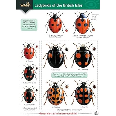 Guide to Ladybirds of the British Isles