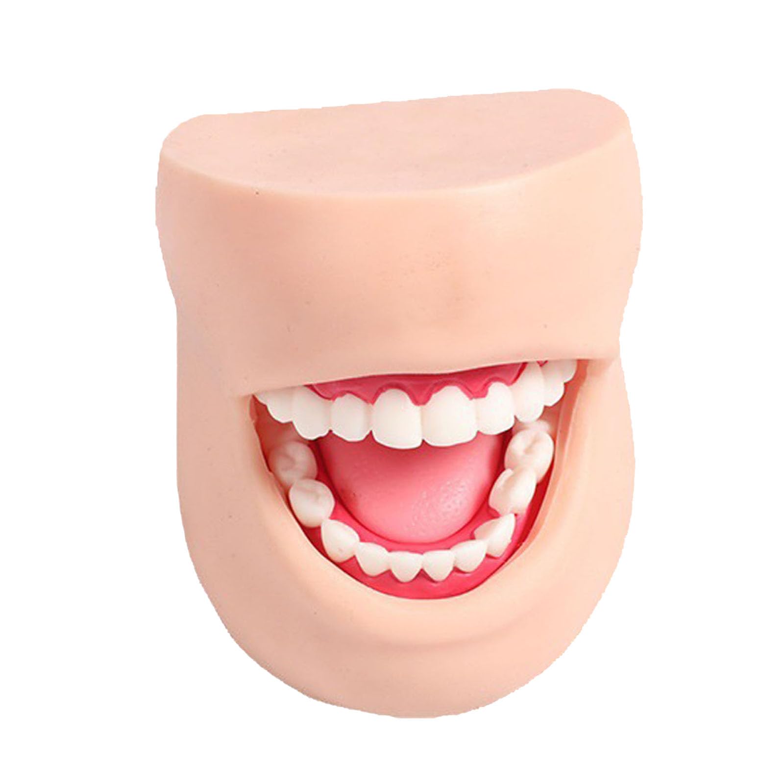 Modelo para Dentistas-Modelos Dentales Humanos De Resina para Demostraciones OdontolóGicas.