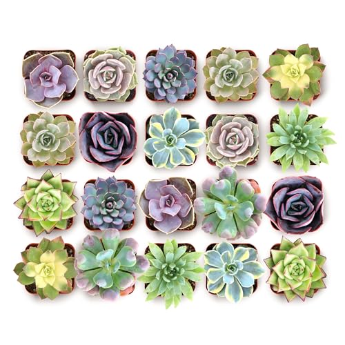 Shop Succulents Blush Rosette Succulent Plant Pack Live Mini Rosette Succulents Soft Pastel Colors Low Maintenance Plants Wedding Favors Gifts & Home Decor 2 Pots