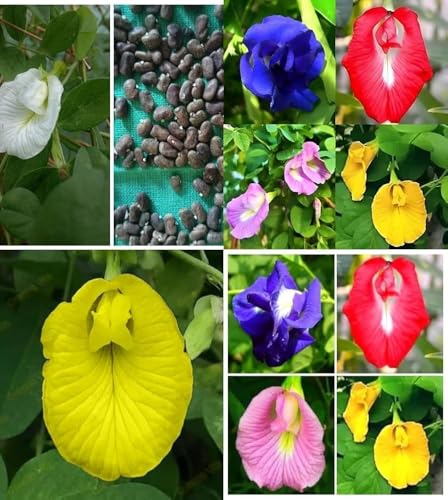 Image of Butterfly Pea Mixed Color Flower Seeds, 35 Count, Double and Single Petals, Medicinal Climbing Vine for Outdoor Garden, Shankhpushpi Hybrid Seeds with Blue, Red, Pink, Yellow Blooms. NLH 9