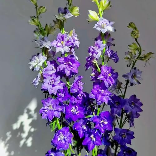 semi resistenti del delphinium, delphinium resistenti all'esterno, decorazioni di campo, aiuole rialzate copertura del terreno, 150pcs