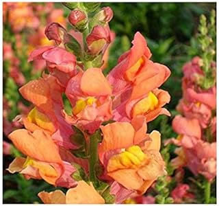 Antirrhinum majus Maximum Orange Tall Seeds Annual Snapdragon Flowers from Ukraine 0.2 Gram