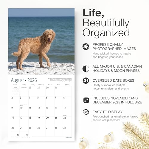 Image of RED EMBER Labradoodles 2026 Wall Calendar 12 Month | 12 inch x 24 inch Open | Thick & Sturdy Paper | Giftable | Cute Labrador Retriever Poodle Puppy Dog Calendar 2026