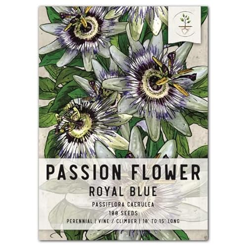 Seed Needs, Blue Passion Flower Seeds For Planting (Passiflora Caerulea) Single Package Of 100 Seeds - Heirloom & Open Pollinated #TOP24