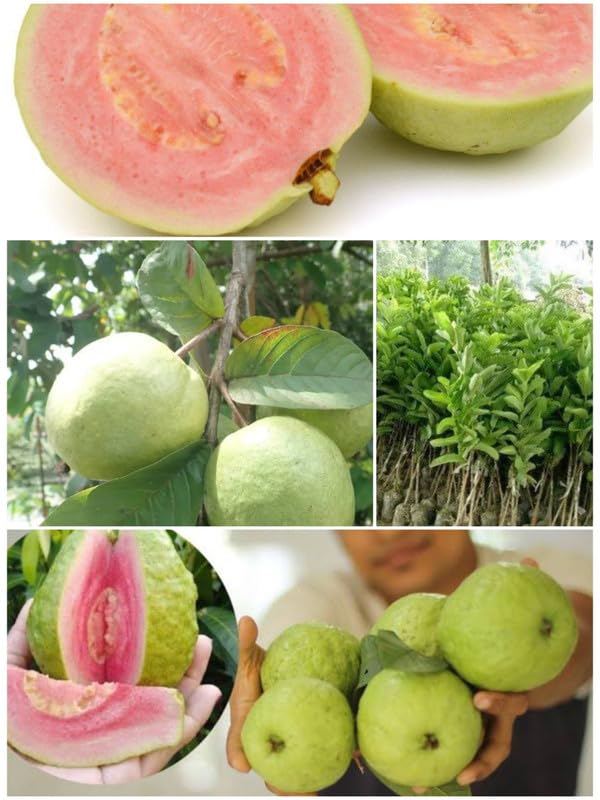 See full amazon price history chart for Rare Pink Amrud Plant Fruit Tree Guava Rare Apple Guava (Pink Flesh - Shape) 1 Live Berry Guava Peyara Fruit Tree Plant Outdoor Garden Plant(1 Healthy Live Plant polybag) Rare Pink Amrud Plant Fruit Tree Guava Rare Apple Guava (Pink Flesh - Shape) 1 Live Berry Guava Peyara Fruit Tree Plant Outdoor Garden Plant(1 Healthy Live Plant polybag) (B0CPC3399R) Amazon Price History, Amazon Price Tracker