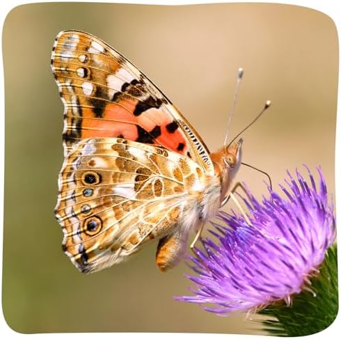 Insect Lore Two Cups of Caterpillars - Butterfly Garden Kit Refill – Raise and Release Painted Lady Butterflies – Includes Two Chrys-A-Lid Holding Logs and Instructions - 5