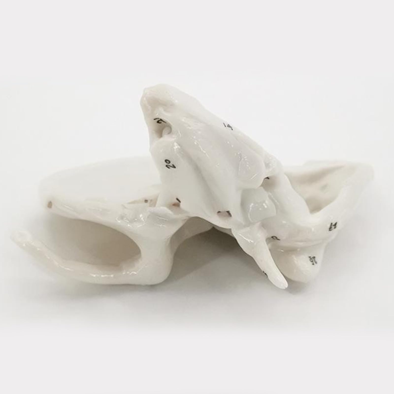 Menschliches Skelettmodell für die Anatomie des Ethmoidknochens, Lehrmittel, praktisches Schläfenbein, Krankenhausbedarf, menschliche Skelettanatomie