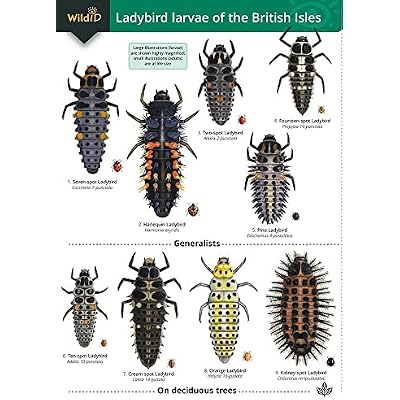 Ladybird Larvae of the British Isles